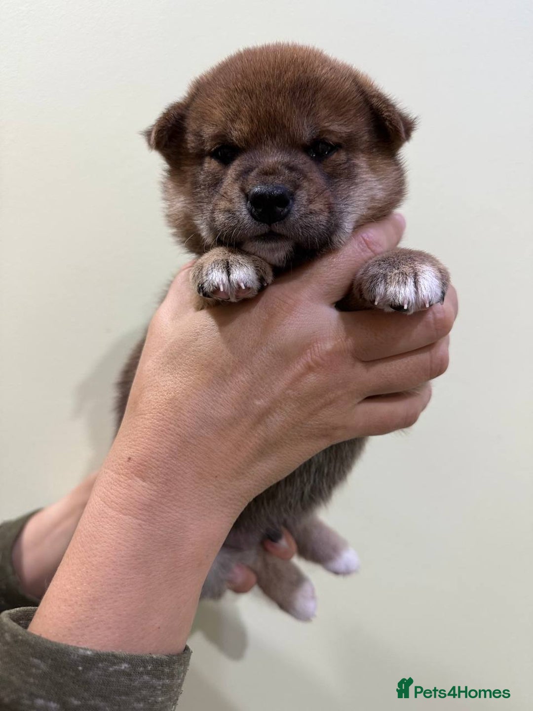 Japanese Shiba Inu dogs for sale: 🐕 KC reg Japanese Shiba Inu Puppies 🐕 - Image 2
