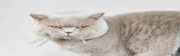 British Shorthair cats for sale: British Shorthair kittens  - Advert 4