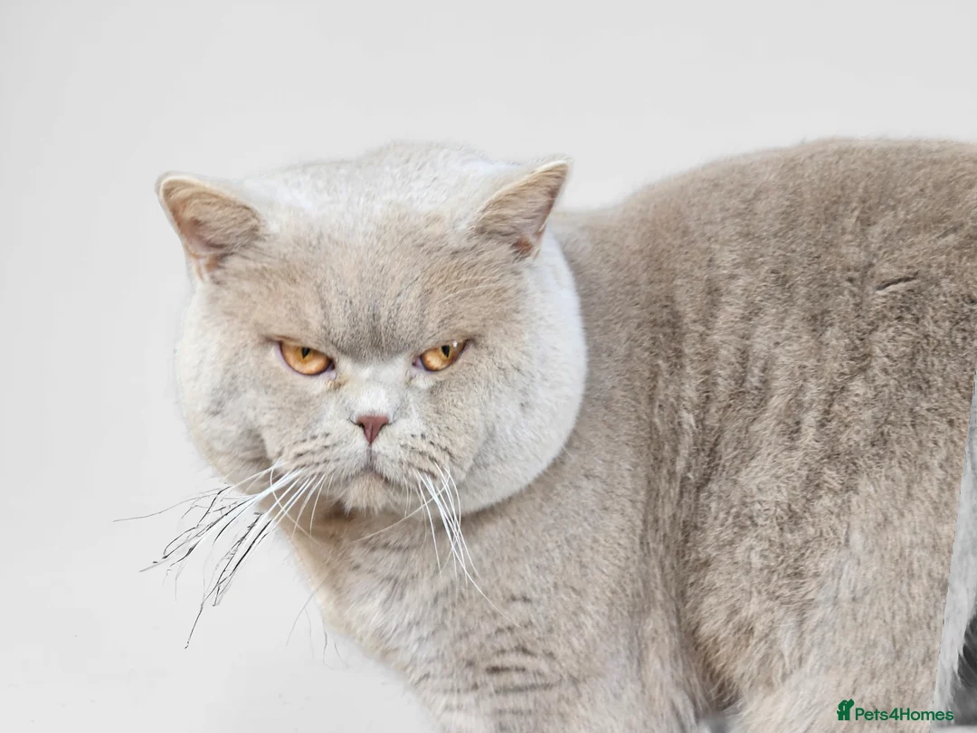 British Shorthair cats for sale: British Shorthair kittens  - Advert 4