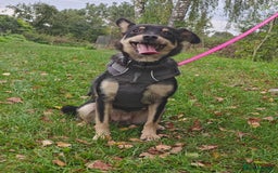 Mixed Breed dogs for adoption: 💖🐶 BUKA 🐶💖 - Image 15