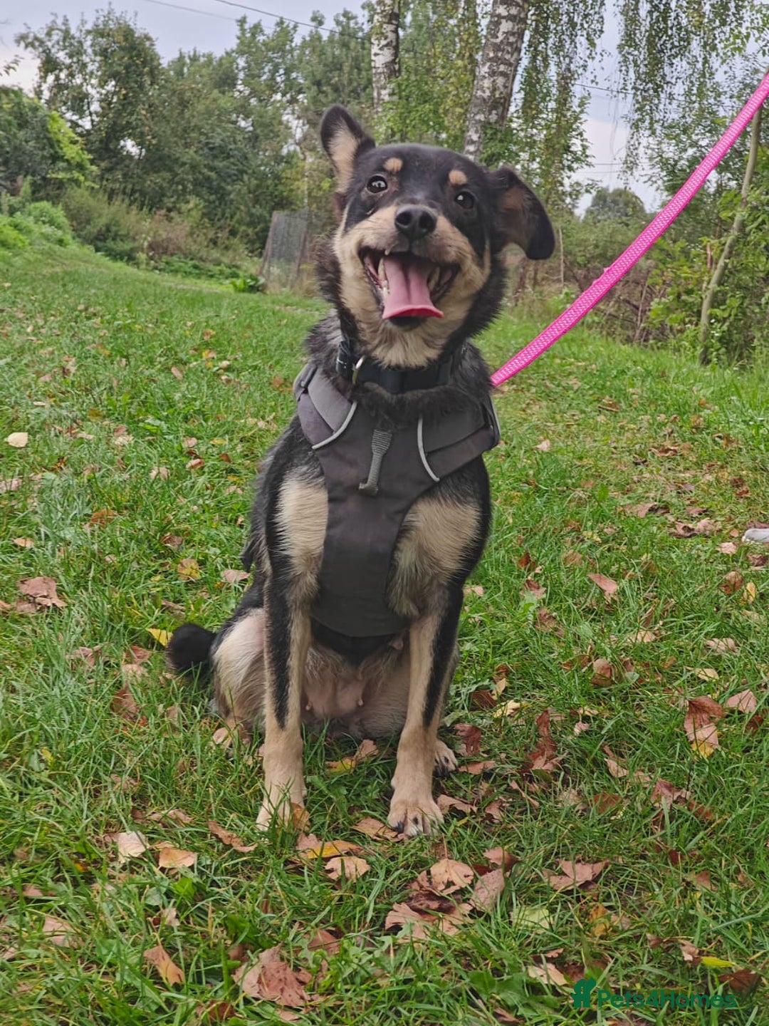 Mixed Breed dogs for adoption: 💖🐶 BUKA 🐶💖 - Image 15