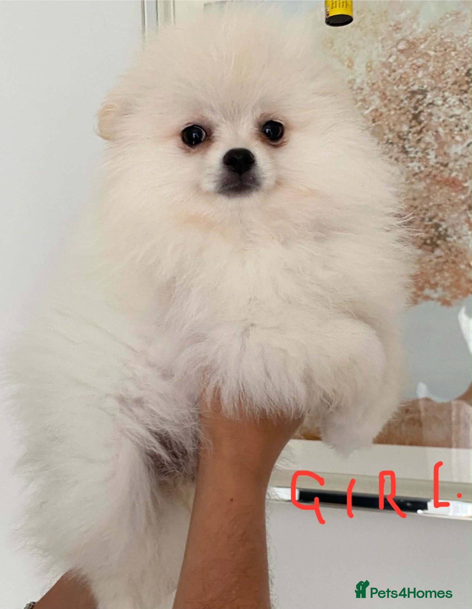 Pomeranian dogs Snow White Pomeranian for sale - Advert 6