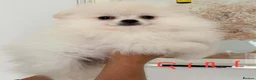 Pomeranian dogs for sale: Snow White Pomeranian for sale - Advert 1