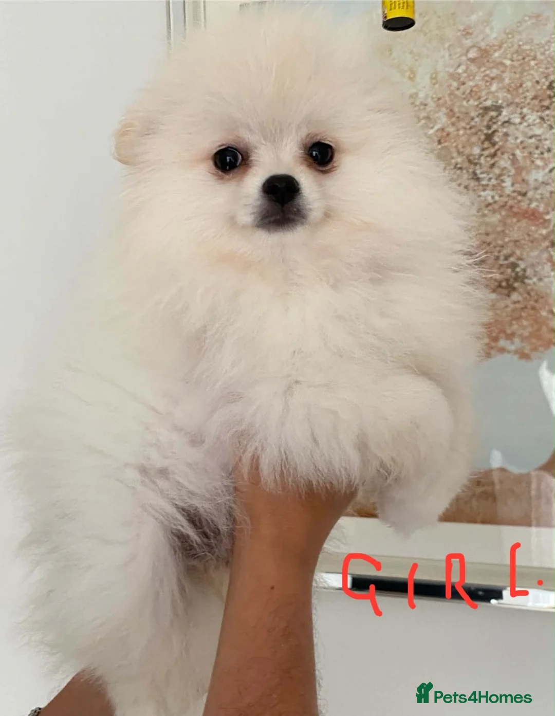 Pomeranian dogs for sale: Snow White Pomeranian for sale - Advert 1