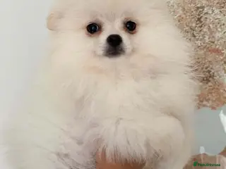 Pomeranian dogs Snow White Pomeranian for sale - Advert 6