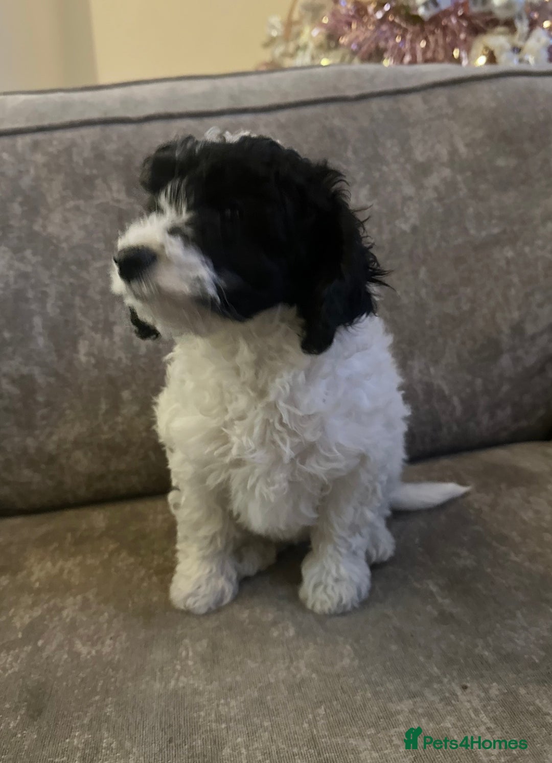 Cockapoo dogs for sale: Beautiful cockapoos for sale - Advert 10