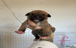 Mixed Breed dogs for sale: Deerhound greyhound lurcher pups  - Image 5