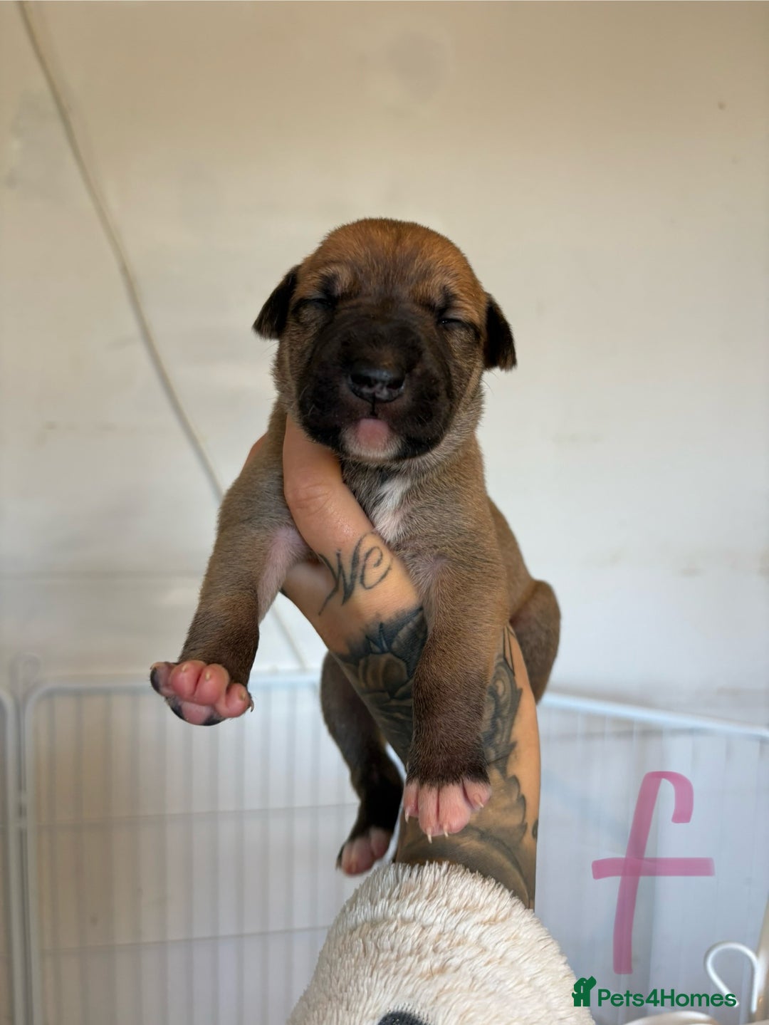 Mixed Breed dogs for sale: Deerhound greyhound lurcher pups  - Image 5