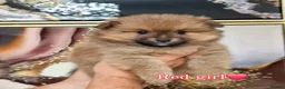 Pomeranian dogs for sale: 🐾 Pomeranian Puppies only one boy left🐾❤️ - Advert 12