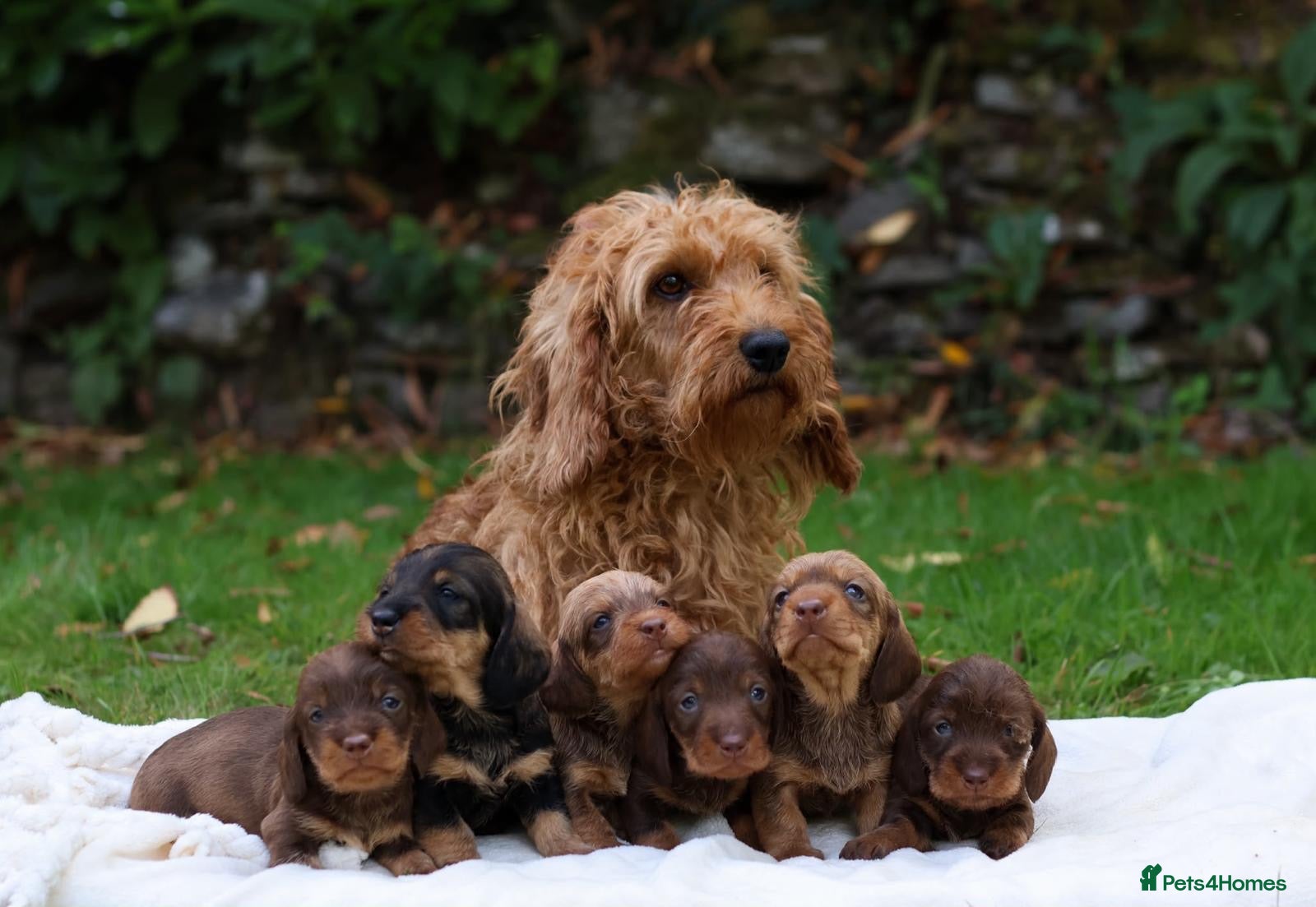 Dachshund dogs Standard Teckel wire haired Daschund’s   - Advert 1