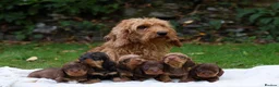 Dachshund dogs for sale: Standard Teckel wire haired Daschund’s   - Advert 1