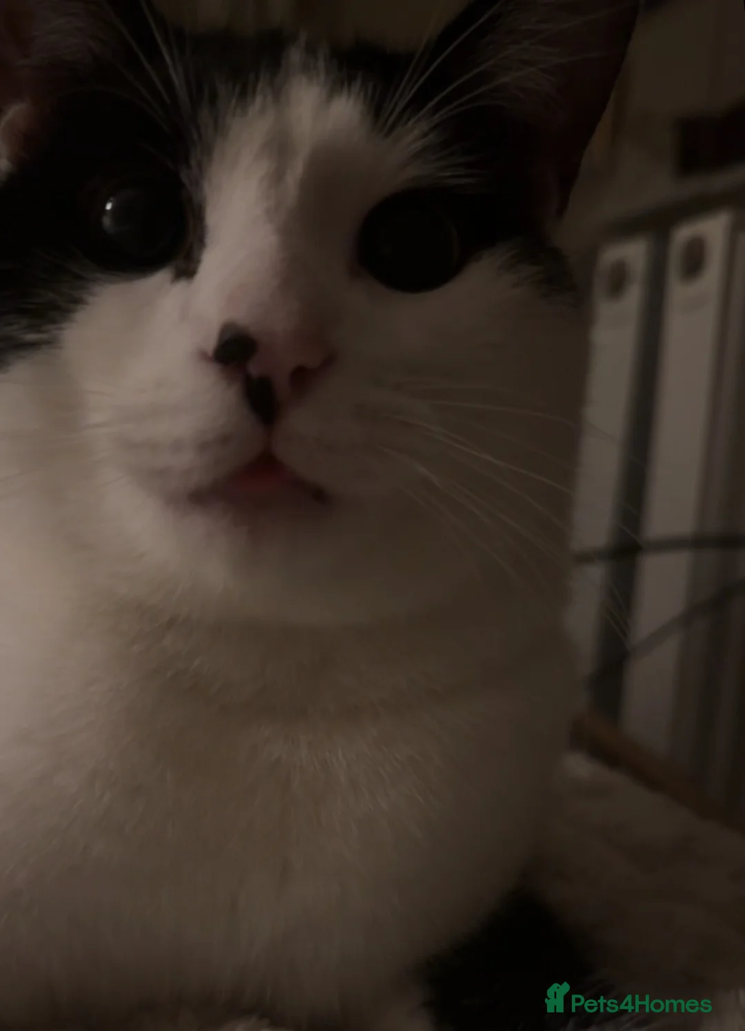 Mixed Breed cats for sale: 1 year old jasper in Cardiff - Advert 5