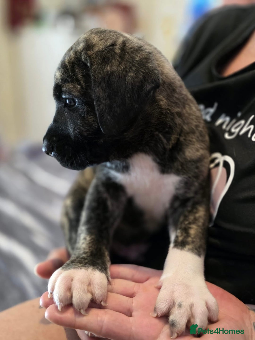 Mixed Breed dogs for sale: Presa Canario x Boerboel Puppies in Bromley - Image 14