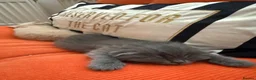 British Shorthair cats for sale: Beautiful Blue & Lilac British Shorthair Kittens - Advert 12