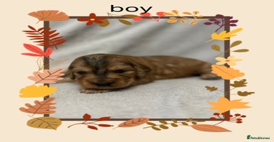 Cockapoo dogs - Advert 11