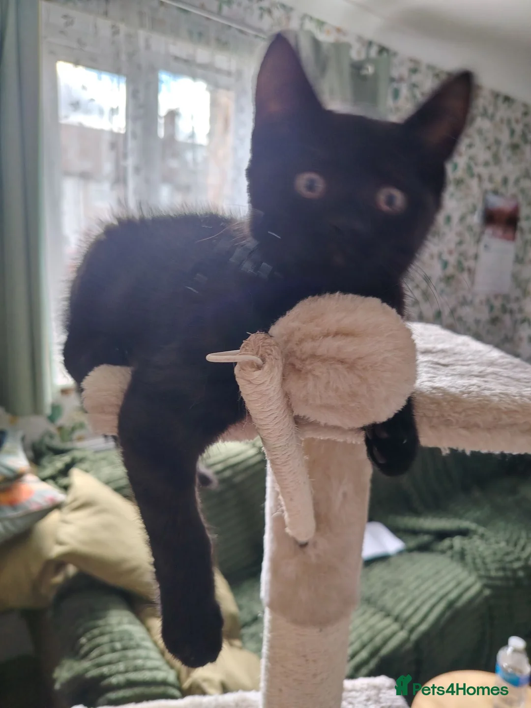British Shorthair cats for sale: Beautiful kitten s - Advert 2