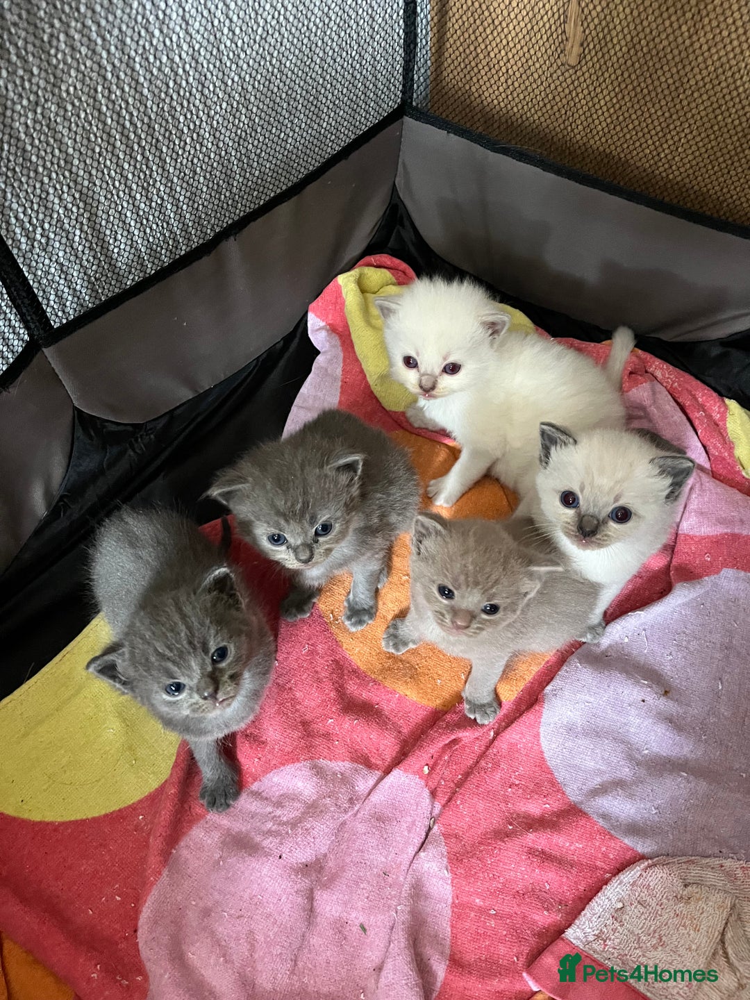 Mixed Breed cats for sale: Beautiful Ragdoll x BSH kittens for sale! - Image 19