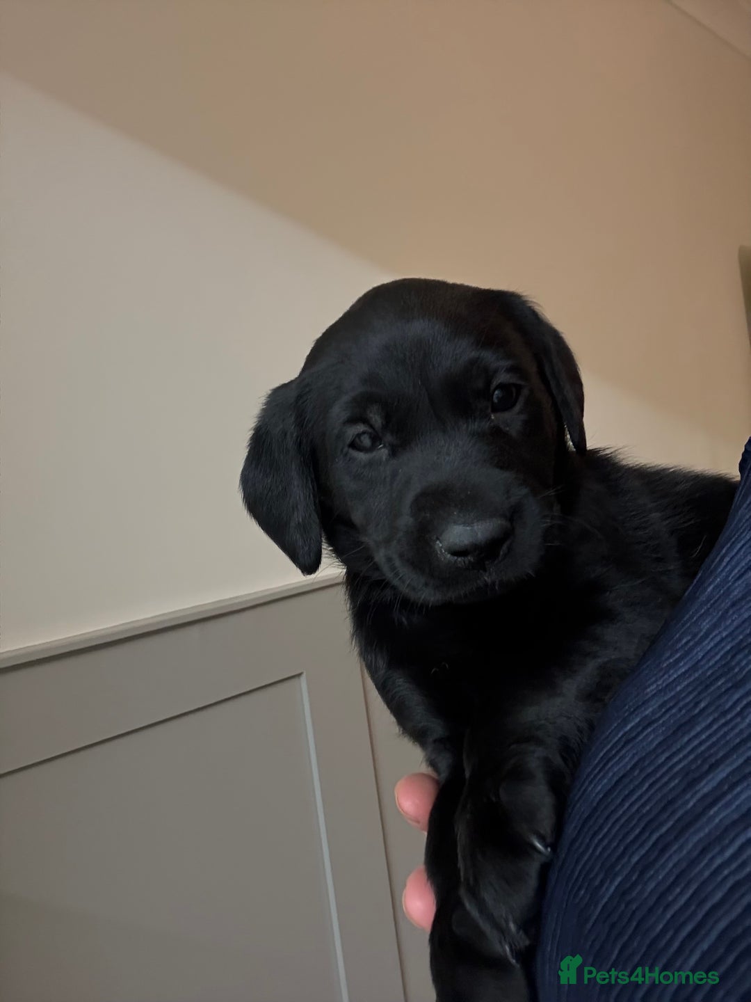 Labrador Retriever dogs for sale: Black/fox Labrador kc with 5 wks free insurance  - Image 17
