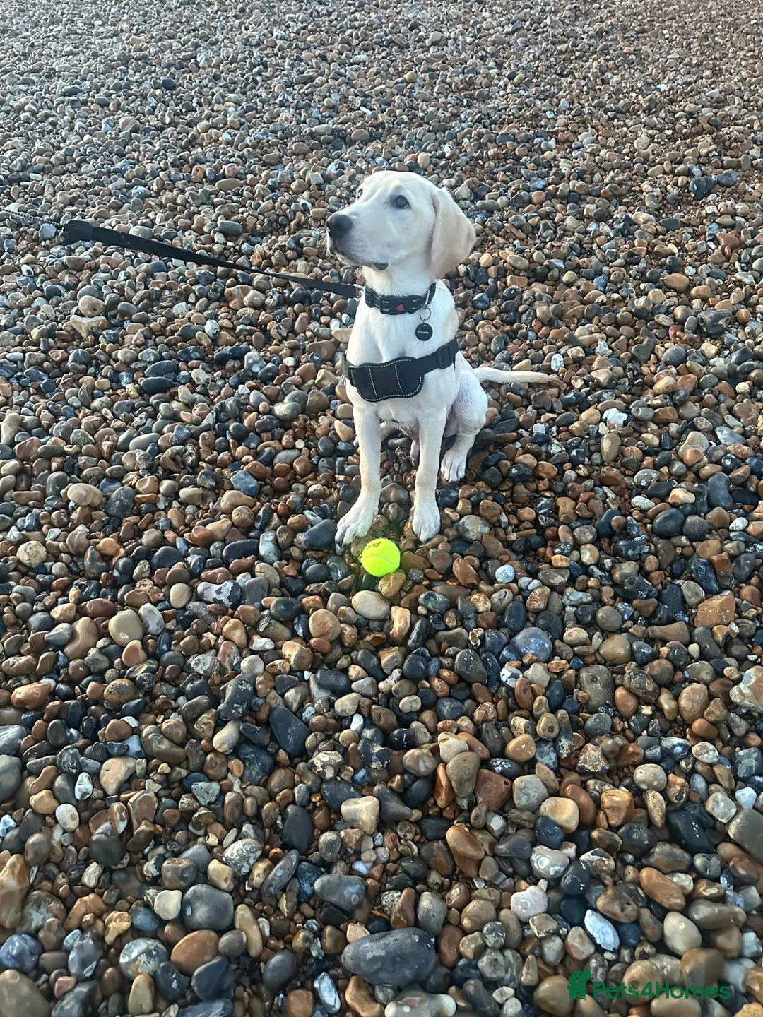 Labrador Retriever dogs for sale: Milo (Labrador)  in Hastings - Advert 2