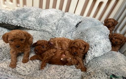 Cavapoo dogs for sale: 5⭐️⭐️⭐️⭐️⭐️F1b Curly Teddy Cavapoo’s DNA/heart  - Image 22