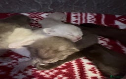 Burmese cats for sale: GCCF-Home raised-BurmeseKittens ready mid December - Image 4