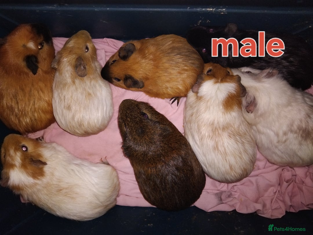 Guinea Pig rodents for sale: Young guinea pigs  - Advert 4