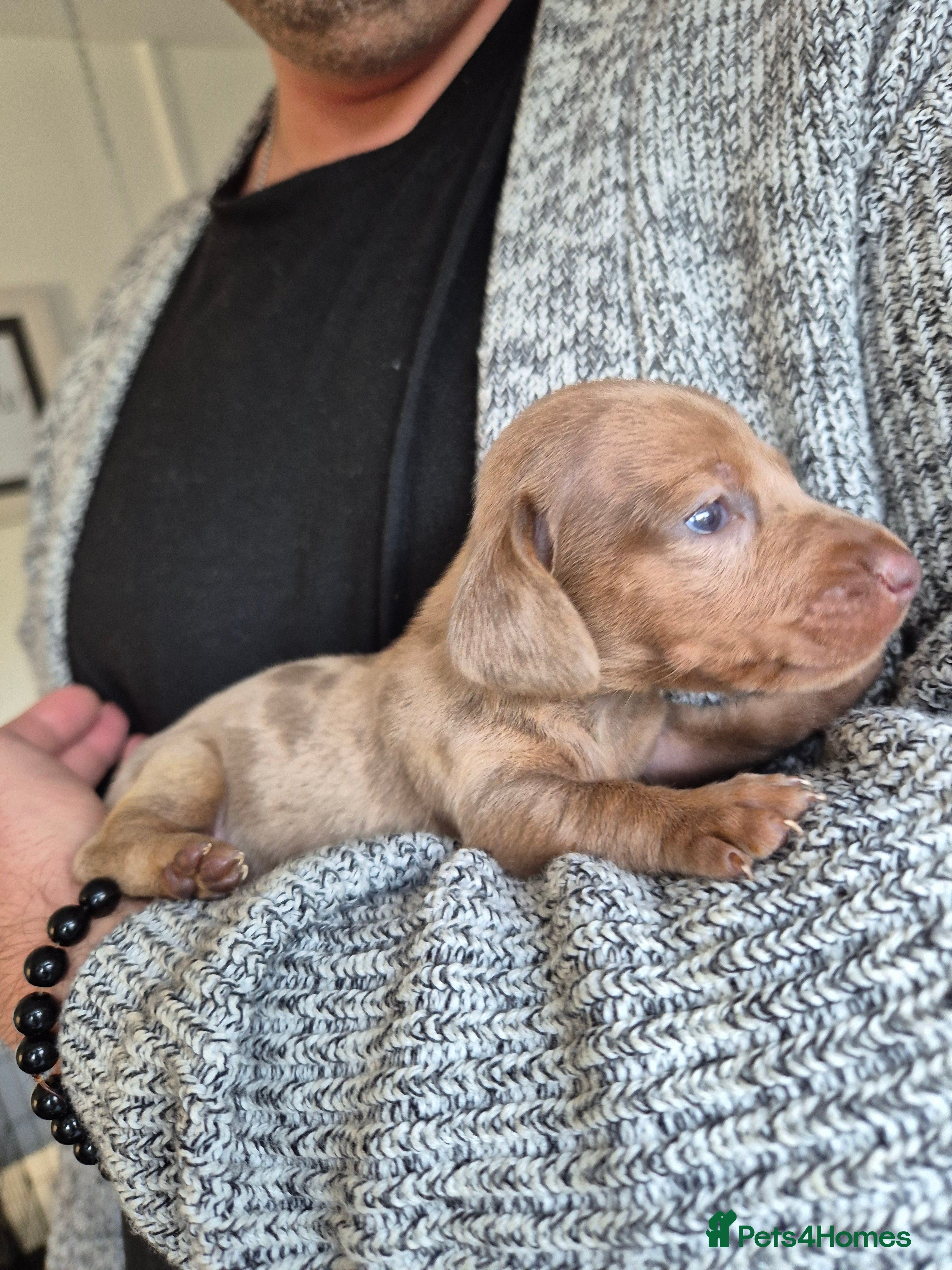 Miniature Dachshund dogs 🐶 Stunning Miniature Dachshunds ❤️ - Advert 3