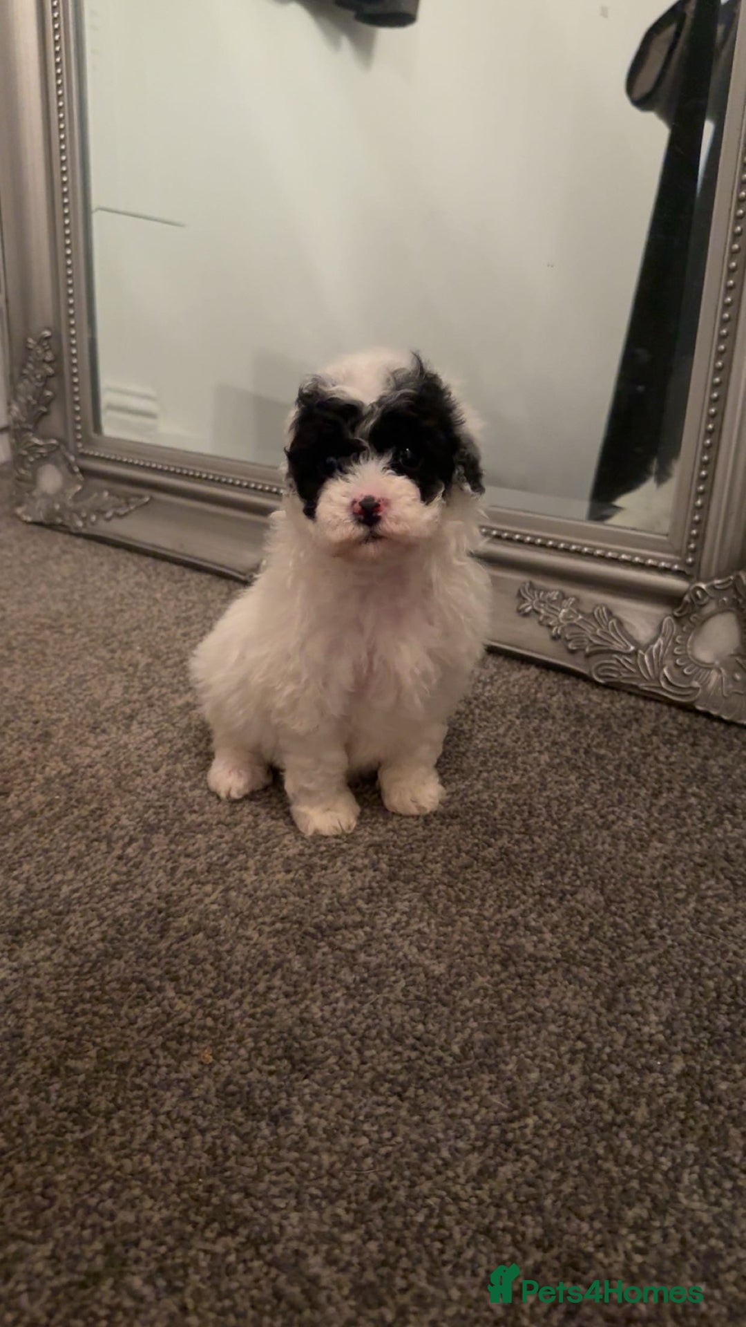 Cavapoo dogs for sale: Toy cavapoo puppy’s  - Advert 3
