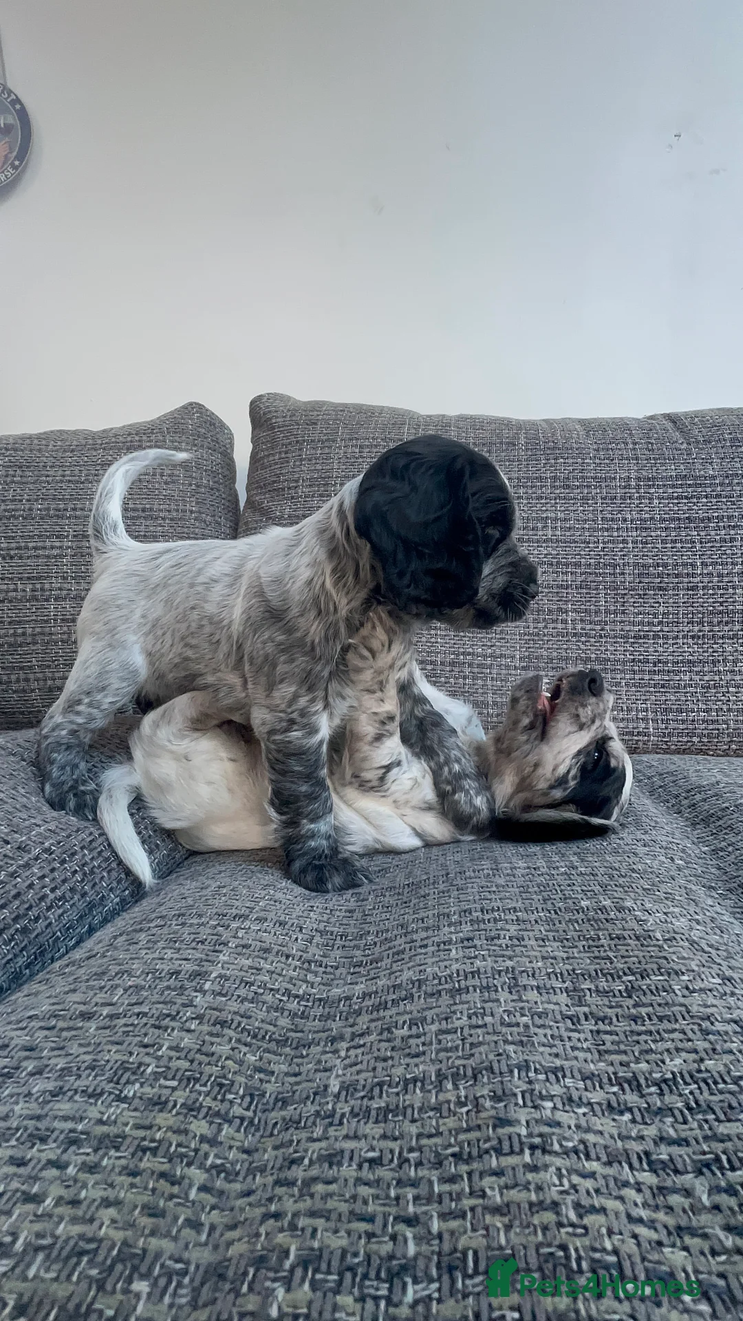 Cocker Spaniel dogs for sale: Working cocker spaniels - Advert 7