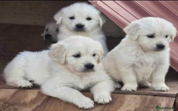 Golden Retriever dogs for sale: Adorable Golden Retriever puppies available.  - Image 2