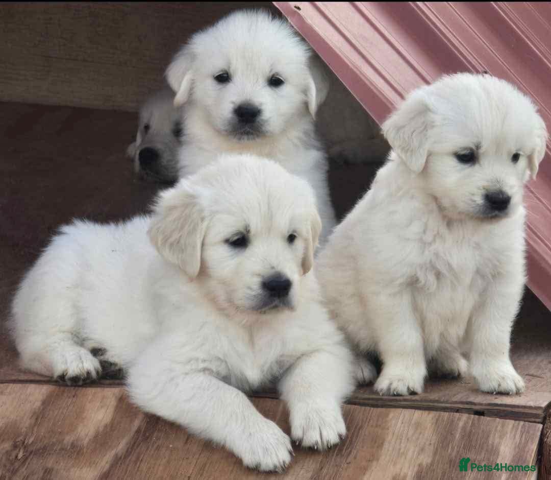 Golden Retriever dogs for sale: Adorable Golden Retriever puppies available.  - Image 2