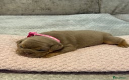 English Bulldog dogs for sale: English Bulldog puppies for sale KC registered  - Image 19