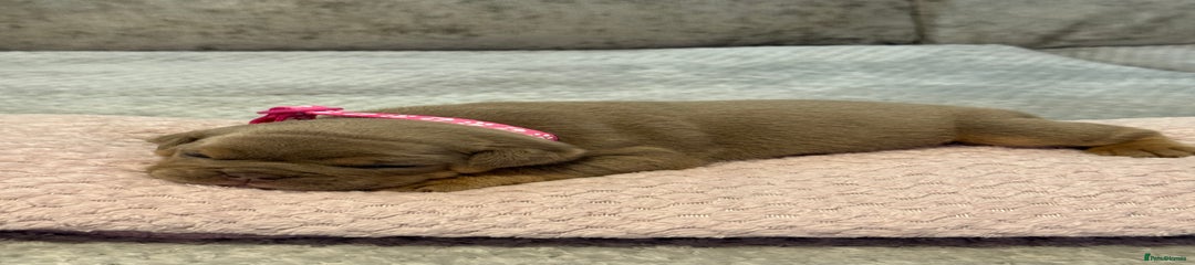 English Bulldog Puppy 7 (Lola)