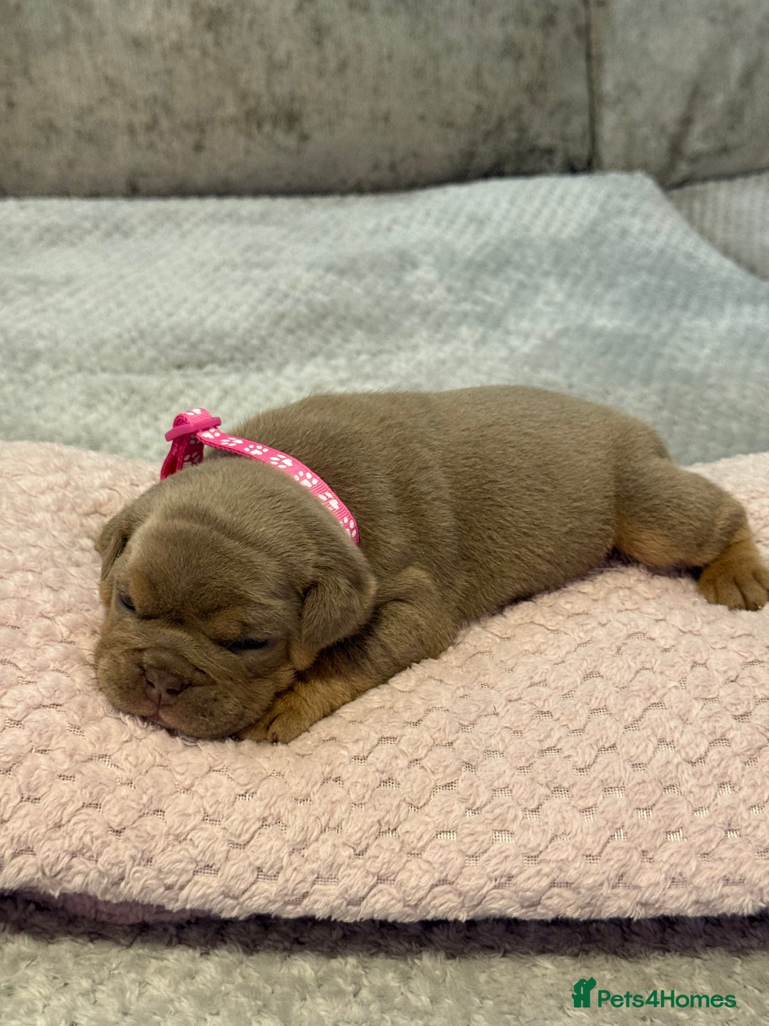 English Bulldog dogs for sale: English Bulldog puppies for sale KC registered  - Image 19