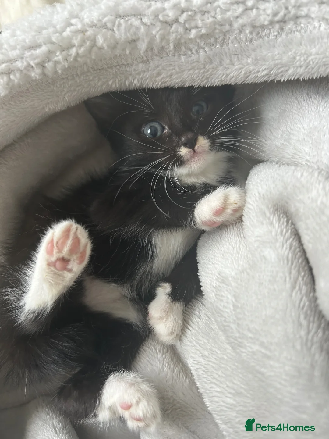 Mixed Breed cats for sale: Kittens  - Advert 2