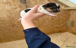 Jack Russell dogs for sale: Adorable Jack russel puppy’s for sale - Advert 7