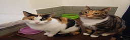 Mixed Breed cats for sale: Lovely and friendly sister cats - Advert 4