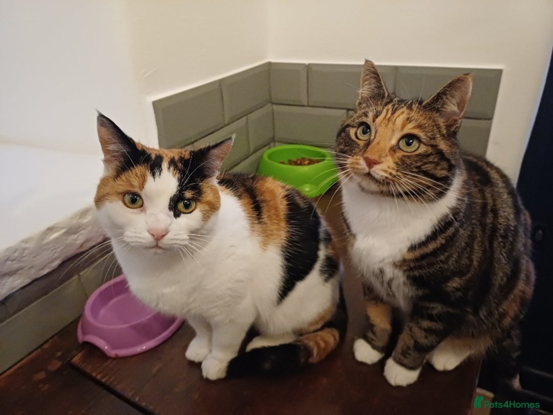 Mixed Breed cats for sale: Lovely and friendly sister cats - Advert 4