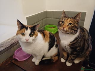 Mixed Breed cats Lovely and friendly sister cats - Advert 10
