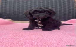 Cockapoo dogs for sale: 🐶❤️💙fully vaccinated cockapoos ready now 🐶❤️💙 - Image 4