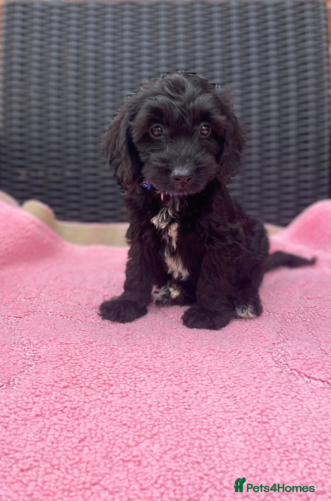 Cockapoo dogs for sale: 🐶❤️💙fully vaccinated cockapoos ready now 🐶❤️💙 - Image 4