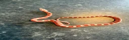 Corn Snake reptiles for sale: Corn snakes WOW AMAZING  - Advert 19