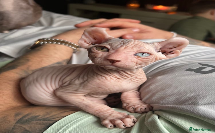 Sphynx cats - Advert 3