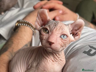 Sphynx cats READY TO TO SPHYNX BABYS ONE FEMALE LEFT - Advert 5