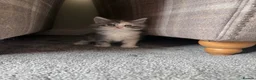 Maine Coon cats for sale: Maine Coon Kittens - Advert 3