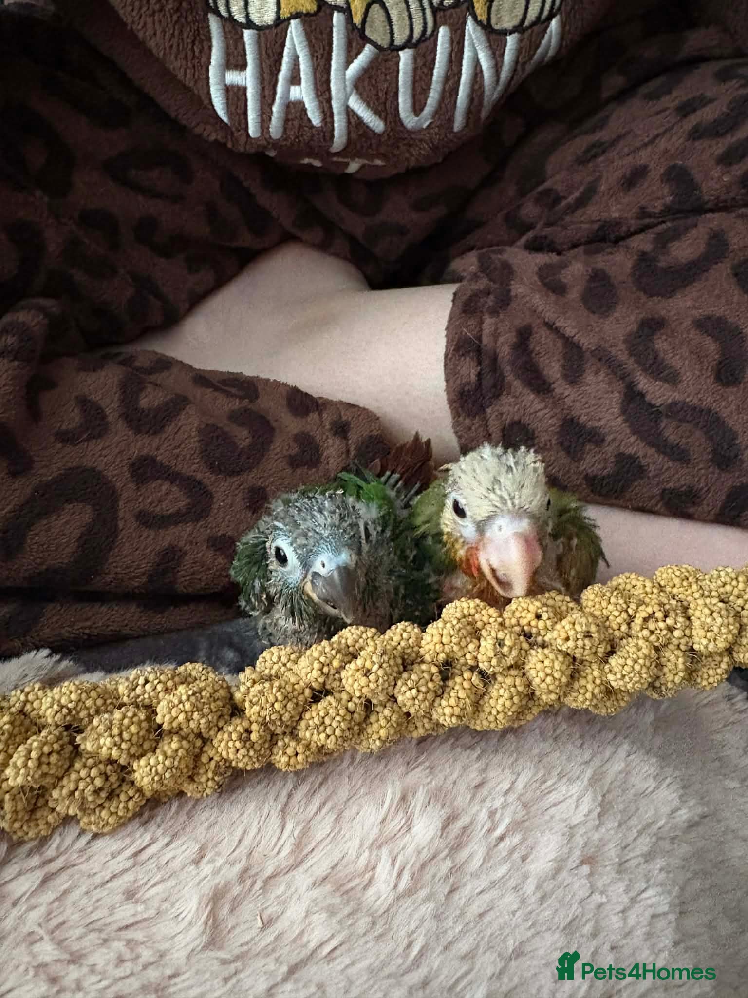 Conures birds Hand tamed pineapple green cheeked Conures’s - Advert 2