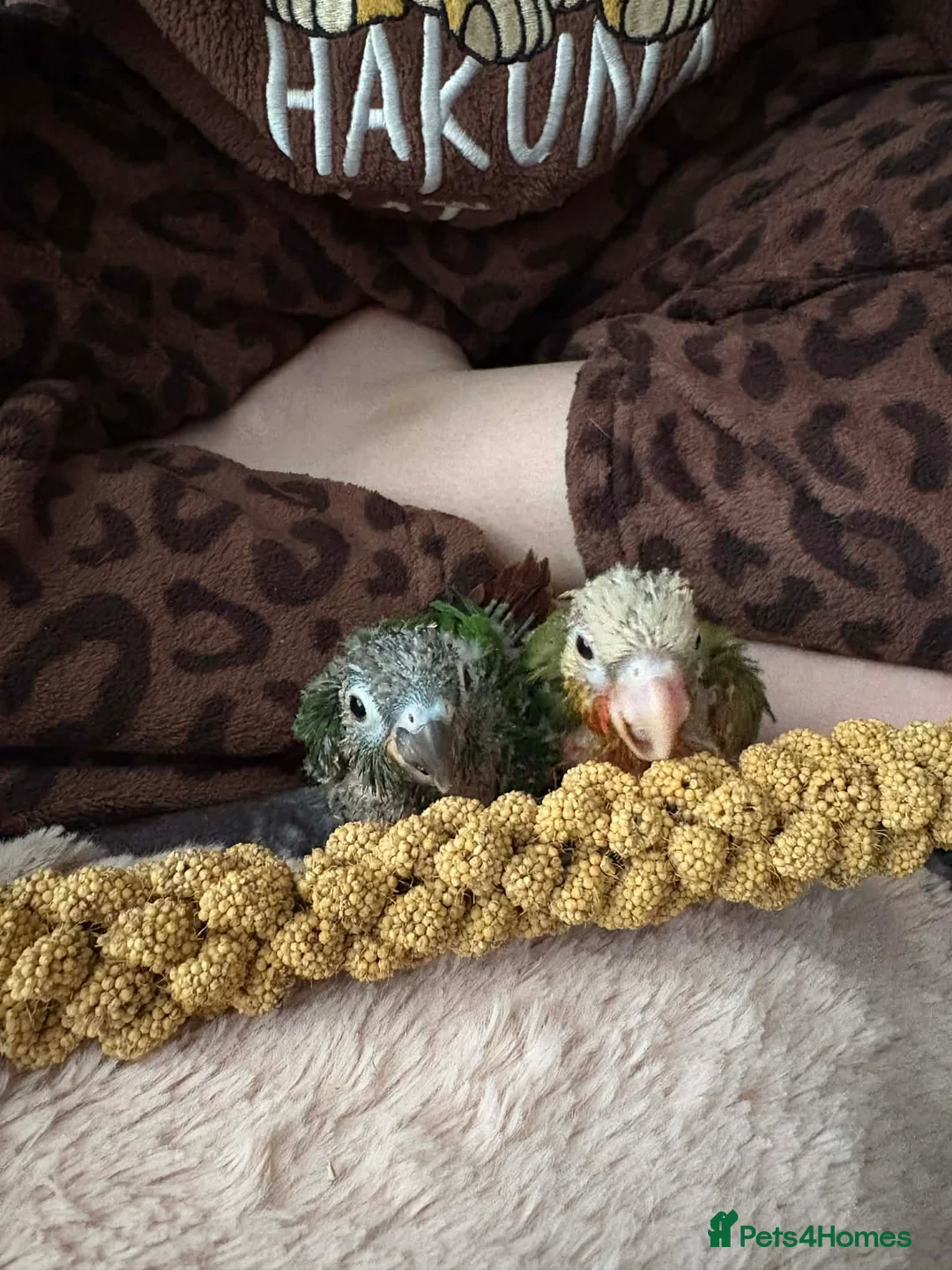Conures birds for sale: Hand tamed pineapple green cheeked Conures’s in South Shields - Advert 1