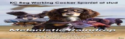 Cocker Spaniel dogs for stud: Quality WCS, fully health tested - Advert 1