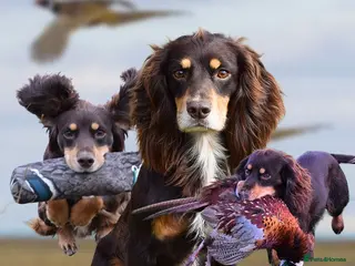 Cocker Spaniel dogs Quality WCS, fully health tested - Advert 6