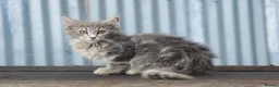 Maine Coon cats for sale: Xl Maine coon kittens parents Russian imports  - Advert 16
